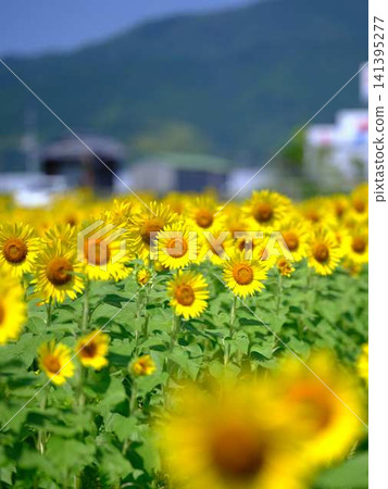 Sunflower field Sunflower field 141395277