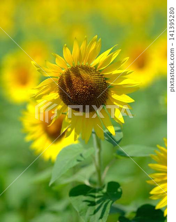 Sunflower field Sunflower field 141395280