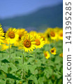 向日葵田 向日葵田 141395285