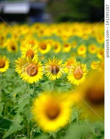 Sunflower field Sunflower field 141395287