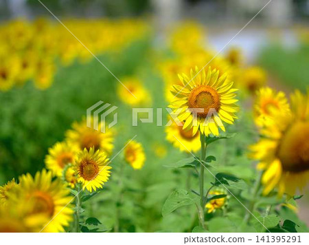 Sunflower field Sunflower field 141395291