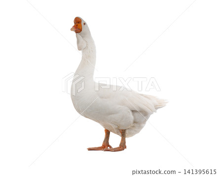 white goose isolated on a white background white goose isolated on a white background 141395615