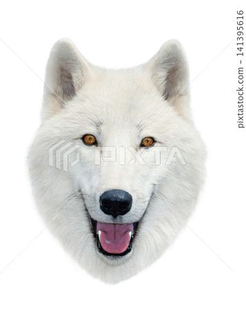 polar wolf portrait isolated on white background polar wolf portrait isolated on white background 141395616