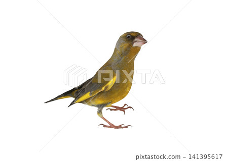 greenfinch isolated on white background greenfinch isolated on white background 141395617