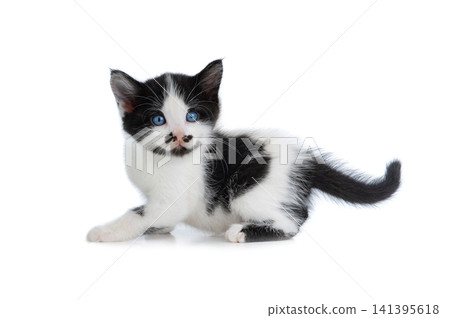 black and white kitten with blue eyes isolated on white background black and white kitten with blue eyes isolated on white background 141395618