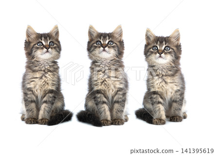 Three kittens isolated on white background Three kittens isolated on white background 141395619