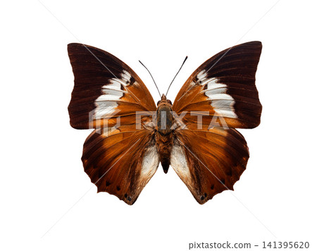 butterfly Charases borneensis isolated on white background butterfly Charases borneensis isolated on white background 141395620