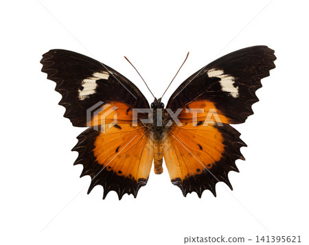 butterfly cethosia hypsea aeole isolated on white background butterfly cethosia hypsea aeole isolated on white background 141395621