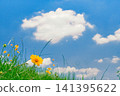 Yellow flowers blooming toward the blue sky 141395622