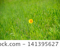 Yellow flower 141395627