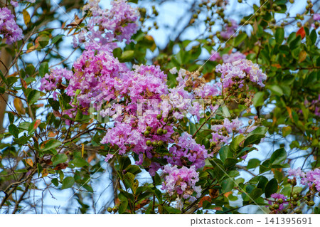 Purple crape myrtle flowers bloom in profusion, surrounded by a blue sky and green leaves. Purple crape myrtle flowers bloom in profusion, surrounded by a blue sky and green leaves. 141395691