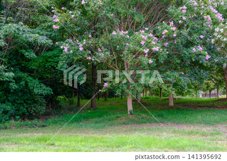 The crape myrtle, a symbolic tree of summer, blooms gracefully among the trees. The crape myrtle, a symbolic tree of summer, blooms gracefully among the trees. 141395692