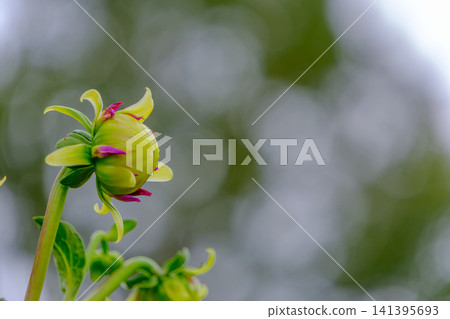 Dahlia buds swelling in anticipation of blooming against a soft, bokeh green background. Dahlia buds swelling in anticipation of blooming against a soft, bokeh green background. 141395693