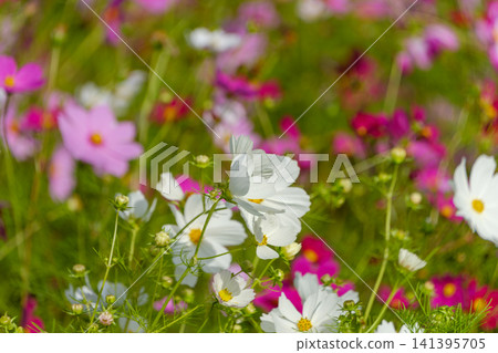 White cosmos flowers shining in the autumn sunlight and a field of colorful flowers. White cosmos flowers shining in the autumn sunlight and a field of colorful flowers. 141395705