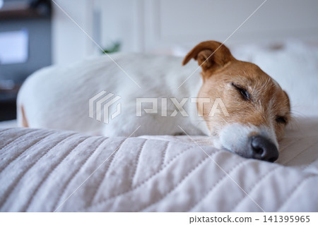 Jack Russell Terrier sleeping on neatly made bed in bright home interior Jack Russell Terrier sleeping on neatly made bed in bright home interior 141395965