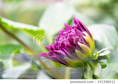 A dahlia bud with deeply overlapping purple petals swelling. A dahlia bud with deeply overlapping purple petals swelling. 141396012