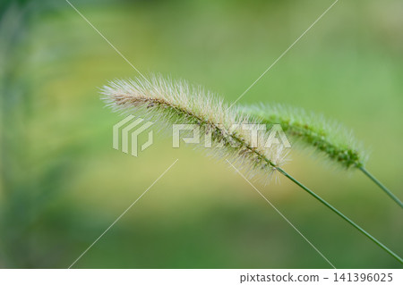 在柔和的光線和綠色的背景下,狗尾草的尖刺格外醒目。 在柔和的光線和綠色的背景下,狗尾草的尖刺格外醒目。 141396025