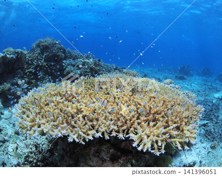 Table corals spread across the seas around Ishigaki Island Table corals spread across the seas around Ishigaki Island 141396051