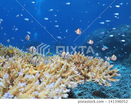 A school of white tropical fish swimming in the coral reefs of Ishigaki Island A school of white tropical fish swimming in the coral reefs of Ishigaki Island 141396052