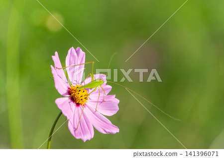 A green false stag beetle perches on a pink cosmos flower. A green false stag beetle perches on a pink cosmos flower. 141396071