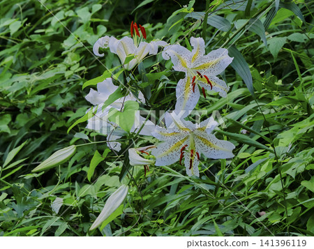 Gorgeous lily flowers 141396119