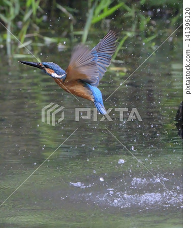 翠鳥俯衝入水中，然後躍出池塘。 141396120