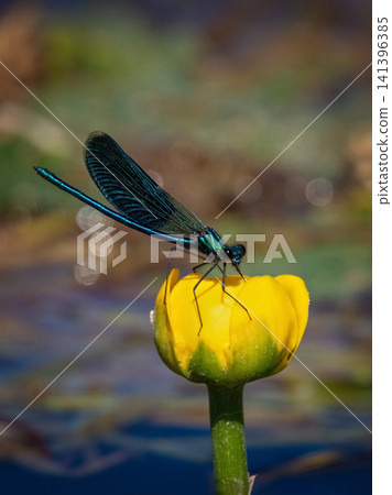 Male banded demoiselle damselfly resting on a yellow water lily flower, vertical view. Male banded demoiselle damselfly resting on a yellow water lily flower, vertical view. 141396385