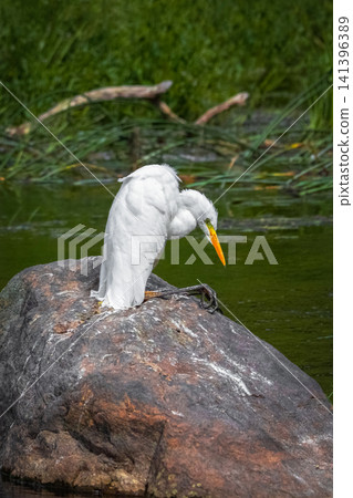 Elegant white great egret hunting from a mossy stone in the middle of a peaceful pond. Elegant white great egret hunting from a mossy stone in the middle of a peaceful pond. 141396389