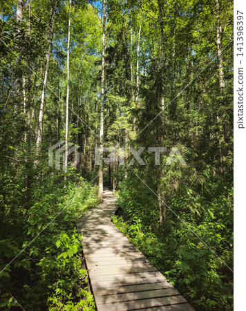 Scenic hiking trail through vibrant green forest, perspective view of a wooden walkway. Scenic hiking trail through vibrant green forest, perspective view of a wooden walkway. 141396397