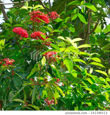 Cluster of Scarlet Jungle Geranium Blossoms on Bush in Dense Forest Environment Cluster of Scarlet Jungle Geranium Blossoms on Bush in Dense Forest Environment 141396513