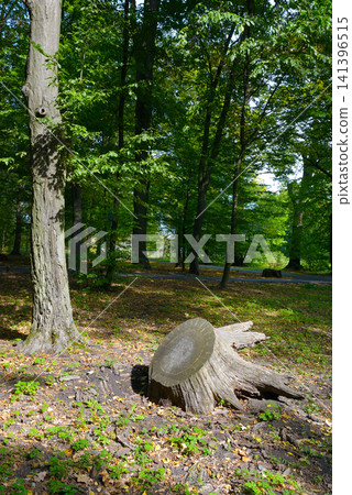 Cut Tree Log Stump on Ground in Summer Forest with Vibrant Foliage. Nature Background for Ecology and Forestry Themes. Cut Tree Log Stump on Ground in Summer Forest with Vibrant Foliage. Nature Background for Ecology and Forestry Themes. 141396515