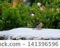 House sparrow standing on a stone wall holding a piece of pizza in its beak, capturing an amusing urban wildlife moment with natural behavior and human food. 141396596
