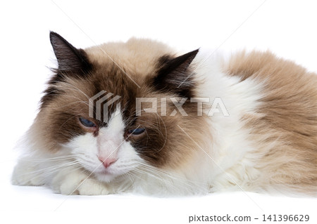 fluffy pet portrait featuring majestic ragdoll cat 141396629
