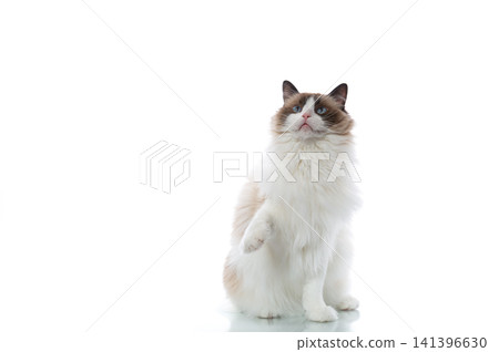 Longhaired Ragdoll cat isolated on white backdrop Longhaired Ragdoll cat isolated on white backdrop 141396630