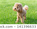 maltipoo dog standing on green grass lawn outdoors 141396633