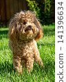 small designer maltipoo breed in outdoor environment 141396634