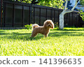 small designer maltipoo breed in outdoor environment 141396635