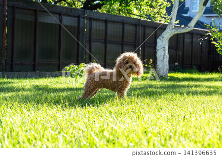 small designer maltipoo breed in outdoor environment small designer maltipoo breed in outdoor environment 141396635