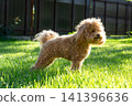 fluffy maltipoo walking through vibrant green grass 141396636