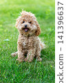 maltipoo pet close up with curly fur 141396637