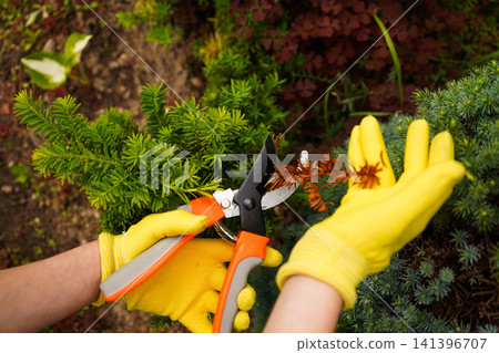 Gardener cutting dry brown yew branches with pruning shears with copy space Gardener cutting dry brown yew branches with pruning shears with copy space 141396707