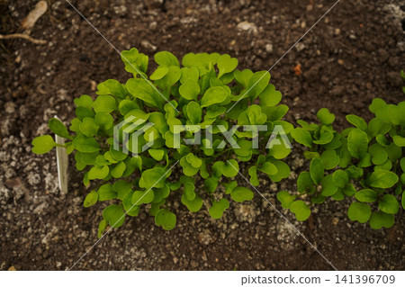 Young green arugula sprout leaves growing in organic soil with copy space Young green arugula sprout leaves growing in organic soil with copy space 141396709