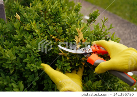 Professional topiary trimming process of evergreen garden plant for commercial layout Professional topiary trimming process of evergreen garden plant for commercial layout 141396780