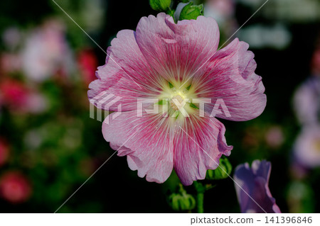Close-up of pink hollyhock flower blooming in natural garden setting Close-up of pink hollyhock flower blooming in natural garden setting 141396846