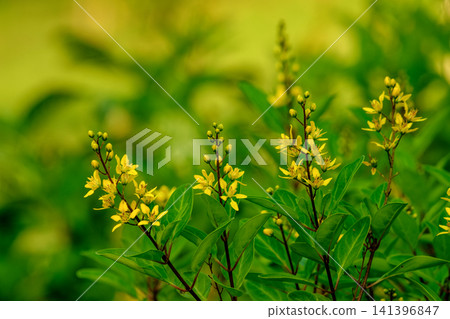 Golden Thryallis shrub with vibrant yellow flowers in lush greenery Golden Thryallis shrub with vibrant yellow flowers in lush greenery 141396847