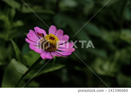 Single pink zinnia flower in soft focus symbolizing solitude and inner peace Single pink zinnia flower in soft focus symbolizing solitude and inner peace 141396860