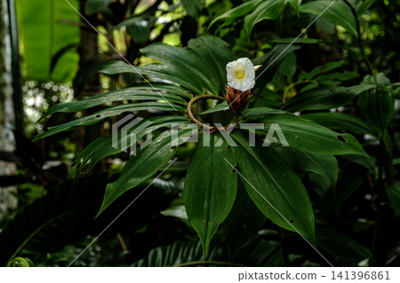 White crepe ginger flower blooming in lush tropical forest with deep green leaves White crepe ginger flower blooming in lush tropical forest with deep green leaves 141396861