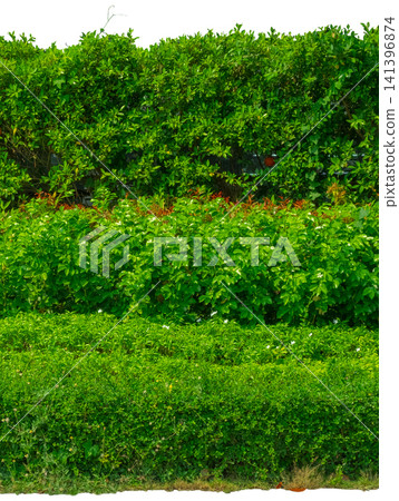 hedge fence garden wall backyard decoration, background hedge fence garden wall backyard decoration, background 141396874