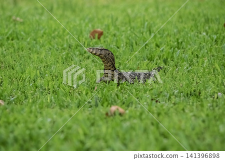 Small Komodo Dragon Monitor Lizard on grass field, animal wildlife Small Komodo Dragon Monitor Lizard on grass field, animal wildlife 141396898