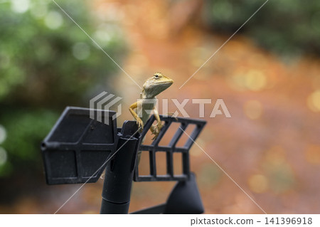crested lizard adorable action animal in nature garden crested lizard adorable action animal in nature garden 141396918
